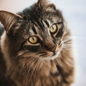 Une communication animale