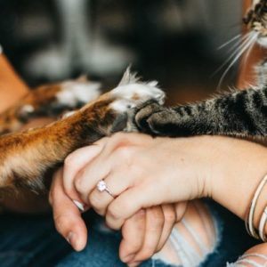 homme et femme qui se tiennent la main avec une patte de chien et de chat dessus médiation entre animaux