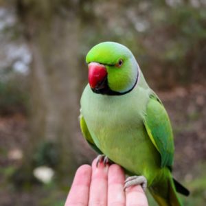 perroquet vert a bec rouge posé sur une main avec des graines connexion avec animal décédé