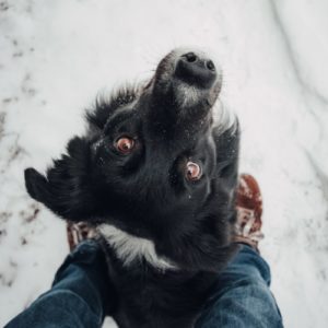 border collie qui est assit entre les jambes d'une personne et qui le regarde suivi de connexion animale
