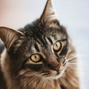 chat tigré qui regarde connexion animale